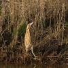 Great Bittern